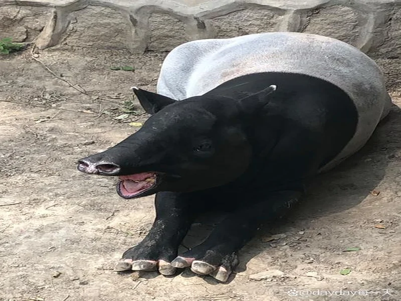 SPUNJ：ZywOo让所有质疑者闭嘴，但另外三大动物园仍具威胁